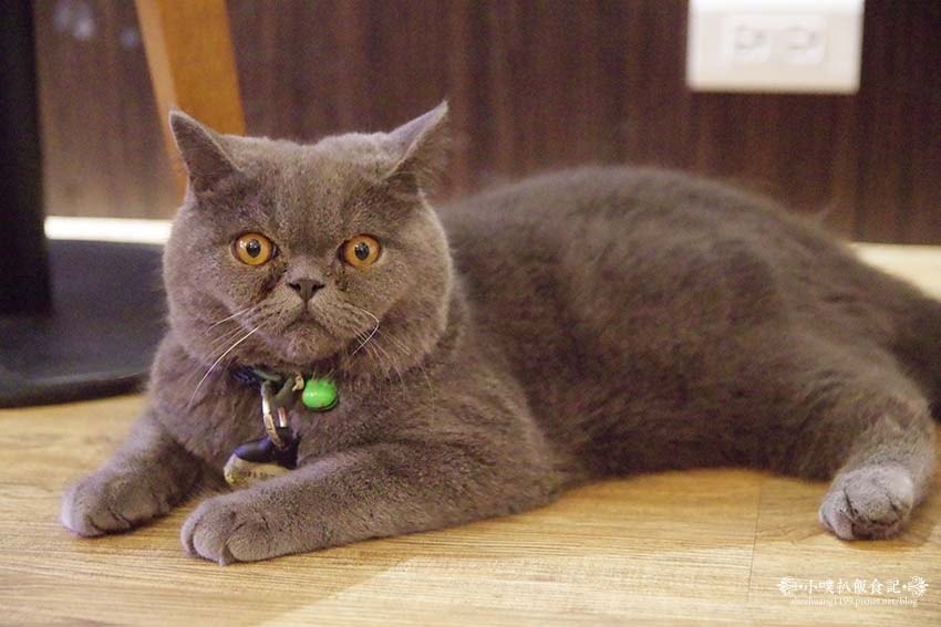 【中和咖啡廳推薦】『ZZZ Coffee Shops』近環狀 【中和咖啡廳推薦】『ZZZ Coffee Shops』近環狀