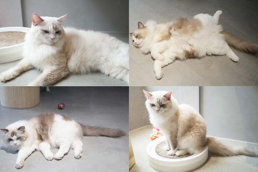 貓咪照.jpg 貓咪照.jpg