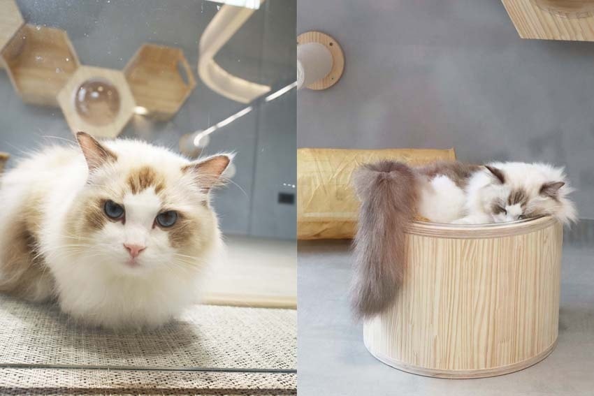 貓咪照02.jpg 貓咪照02.jpg