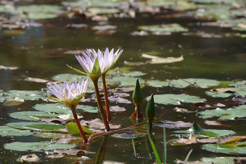 【高雄景點】『高雄景點懶人包』高雄好玩一日遊/高雄景點走透透 【高雄景點】『高雄景點懶人包』高雄好玩一日遊/高雄景點走透透