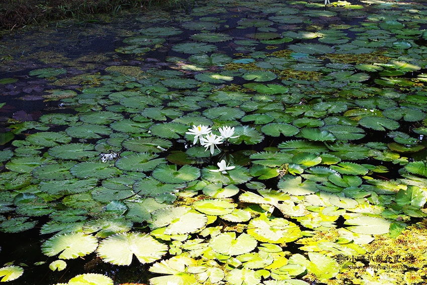 【高雄景點】『高雄景點懶人包』高雄好玩一日遊/高雄景點走透透 IMGP1409