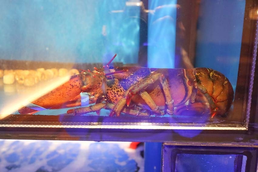 【台北美食】『梁湯火鍋』近南京復興站/正宗港式靚煲湯/明星藝 【台北美食】『梁湯火鍋』近南京復興站/正宗港式靚煲湯/明星藝