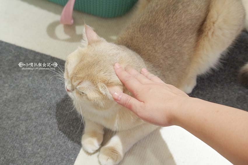 【三重咖啡廳】『古舕咖啡三重同安店』近菜寮站/貓屋預約制,單 【三重咖啡廳】『古舕咖啡三重同安店』近菜寮站/貓屋預約制,單