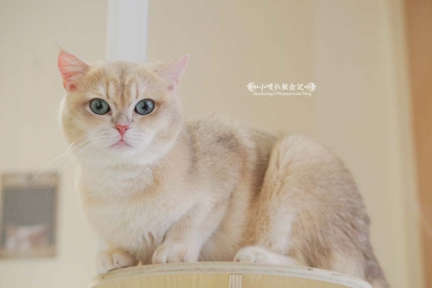 【三重咖啡廳】『古舕咖啡三重同安店』近菜寮站/貓屋預約制,單 【三重咖啡廳】『古舕咖啡三重同安店』近菜寮站/貓屋預約制,單