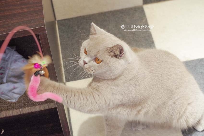 【三重咖啡廳】『古舕咖啡三重同安店』近菜寮站/貓屋預約制,單 【三重咖啡廳】『古舕咖啡三重同安店』近菜寮站/貓屋預約制,單