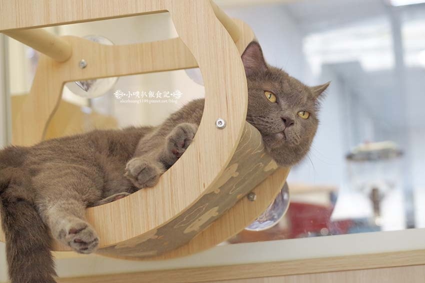 【三重咖啡廳】『古舕咖啡三重同安店』近菜寮站/貓屋預約制,單 【三重咖啡廳】『古舕咖啡三重同安店』近菜寮站/貓屋預約制,單