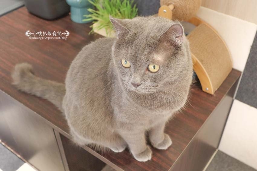 【三重咖啡廳】『古舕咖啡三重同安店』近菜寮站/貓屋預約制,單 【三重咖啡廳】『古舕咖啡三重同安店』近菜寮站/貓屋預約制,單