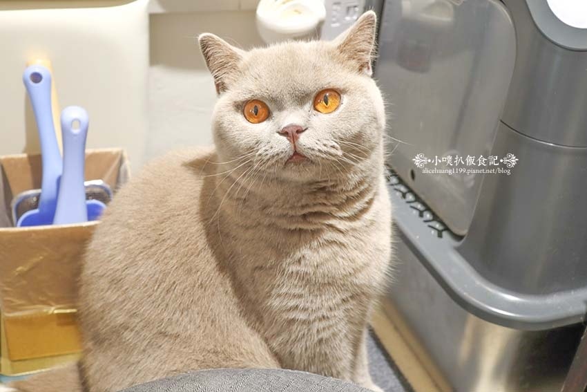 【三重咖啡廳】『古舕咖啡三重同安店』近菜寮站/貓屋預約制,單 【三重咖啡廳】『古舕咖啡三重同安店』近菜寮站/貓屋預約制,單