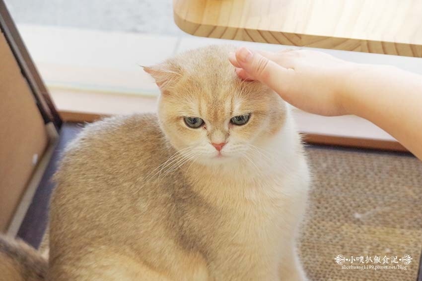 【三重咖啡廳】『古舕咖啡三重同安店』近菜寮站/貓屋預約制,單 【三重咖啡廳】『古舕咖啡三重同安店』近菜寮站/貓屋預約制,單