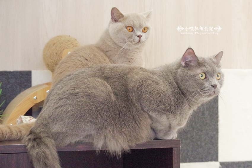 【三重咖啡廳】『古舕咖啡三重同安店』近菜寮站/貓屋預約制,單 【三重咖啡廳】『古舕咖啡三重同安店』近菜寮站/貓屋預約制,單