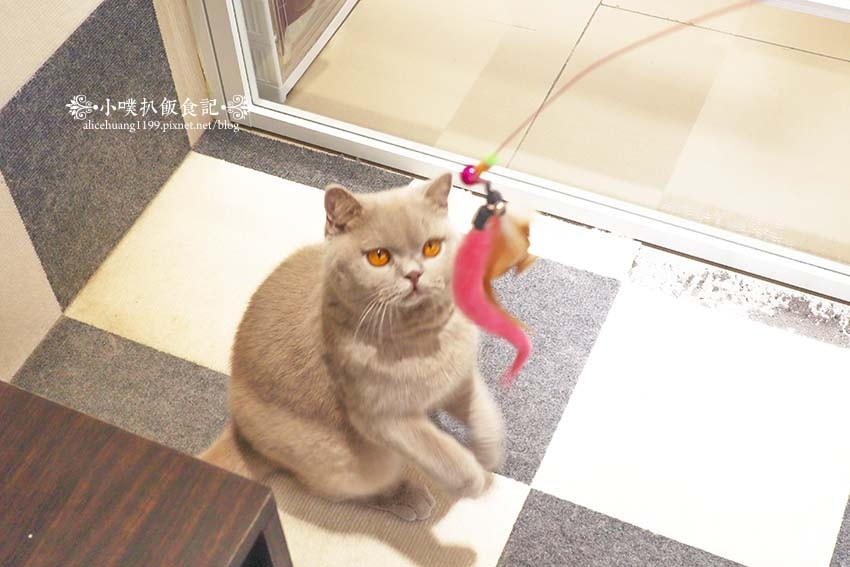 【三重咖啡廳】『古舕咖啡三重同安店』近菜寮站/貓屋預約制,單 【三重咖啡廳】『古舕咖啡三重同安店』近菜寮站/貓屋預約制,單