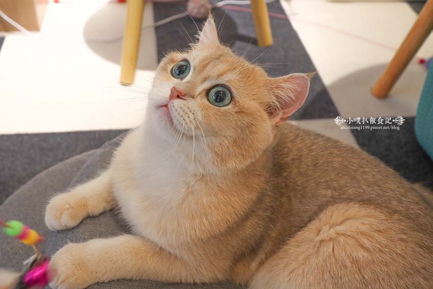 【三重咖啡廳】『古舕咖啡三重同安店』近菜寮站/貓屋預約制,單 【三重咖啡廳】『古舕咖啡三重同安店』近菜寮站/貓屋預約制,單