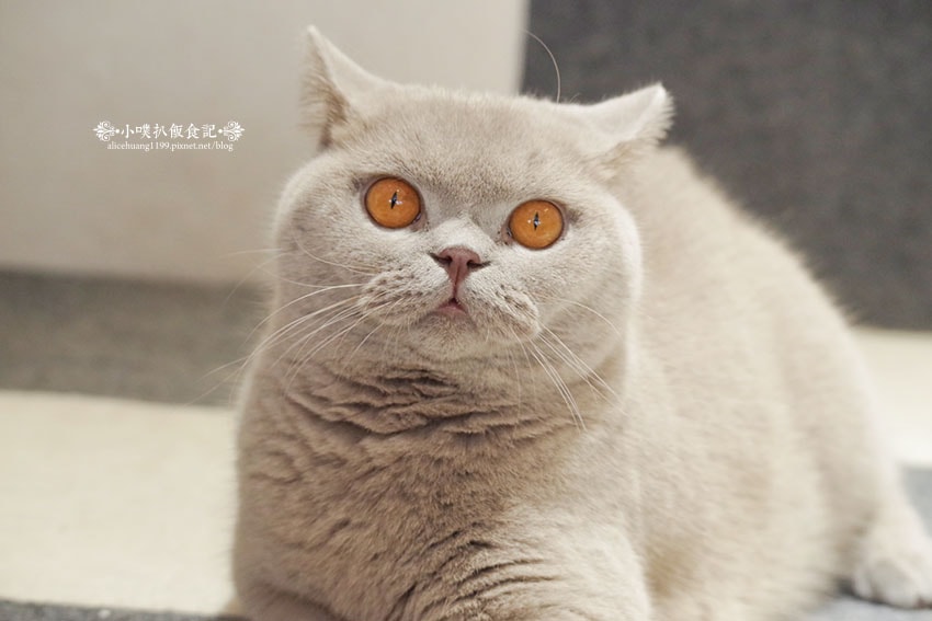 【三重咖啡廳】『古舕咖啡三重同安店』近菜寮站/貓屋預約制,單 【三重咖啡廳】『古舕咖啡三重同安店』近菜寮站/貓屋預約制,單